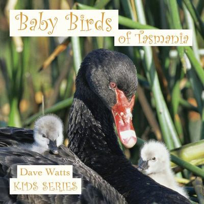 Baby Birds of Tasmania