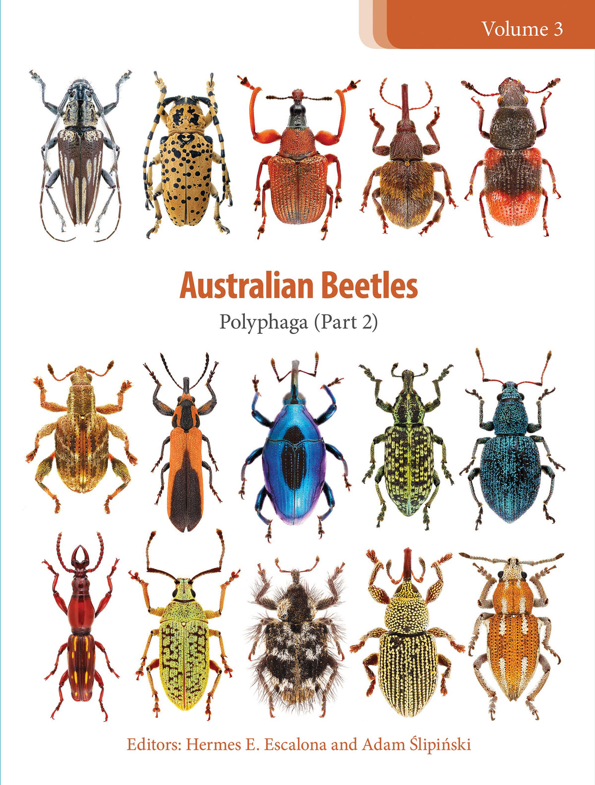 Australian Beetles Volume 3 Polyphaga (Part 2)