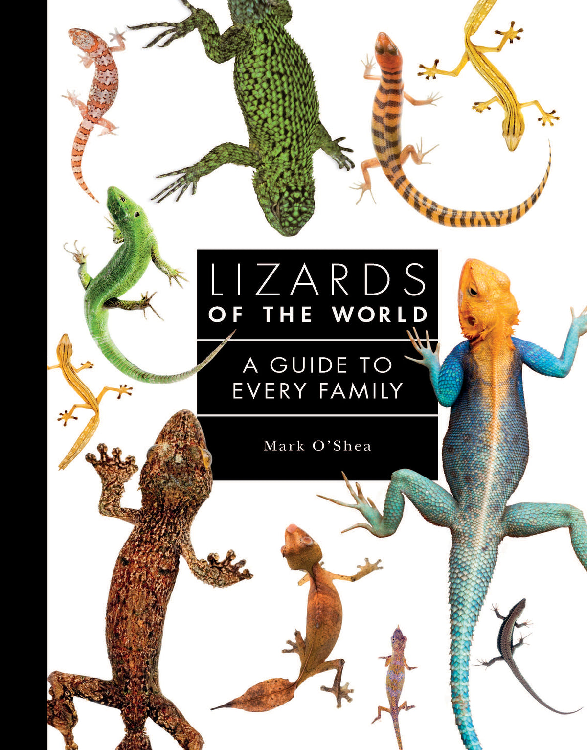 Lizards of the World A Guide to Every Family