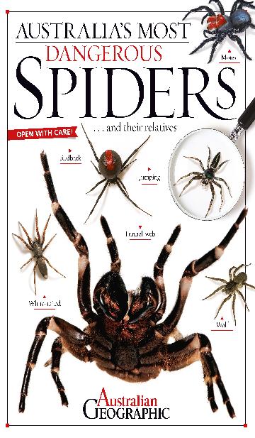 Australia's Most Dangerous Spiders