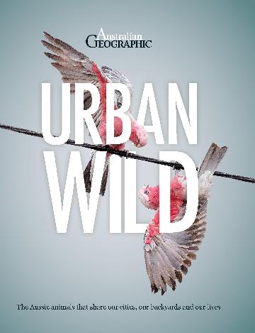 Urban Wild