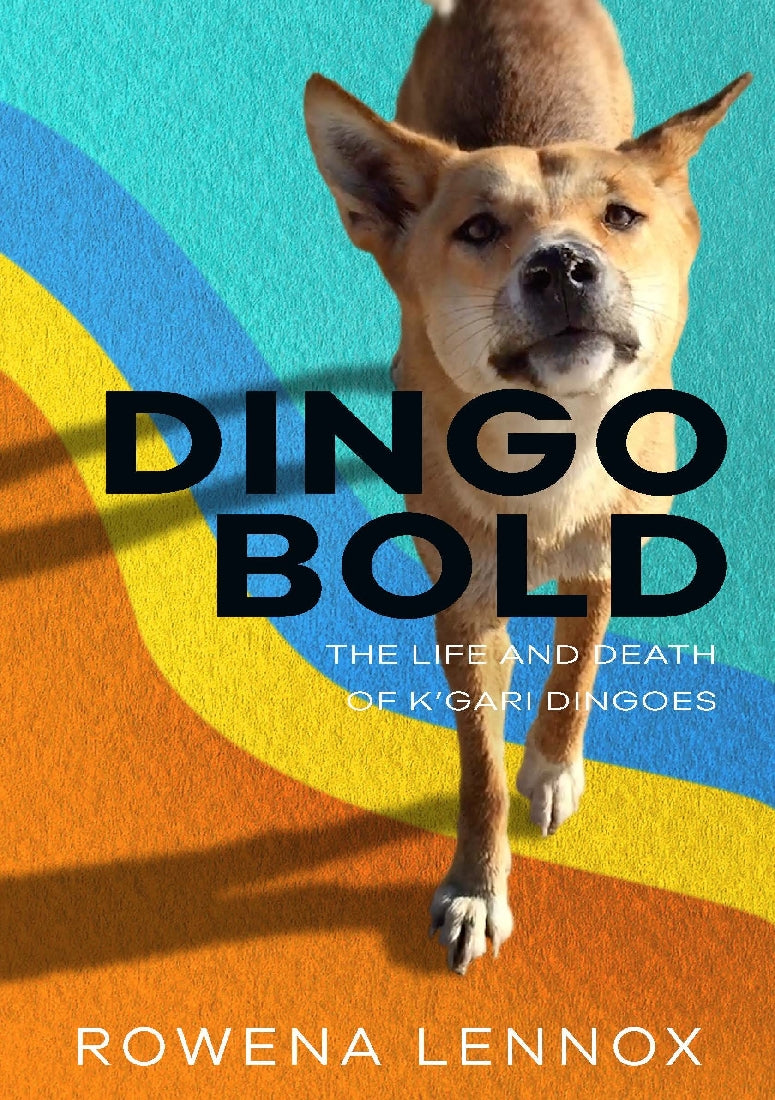 Dingo Bold