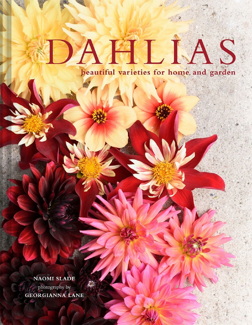 Dahlias 2